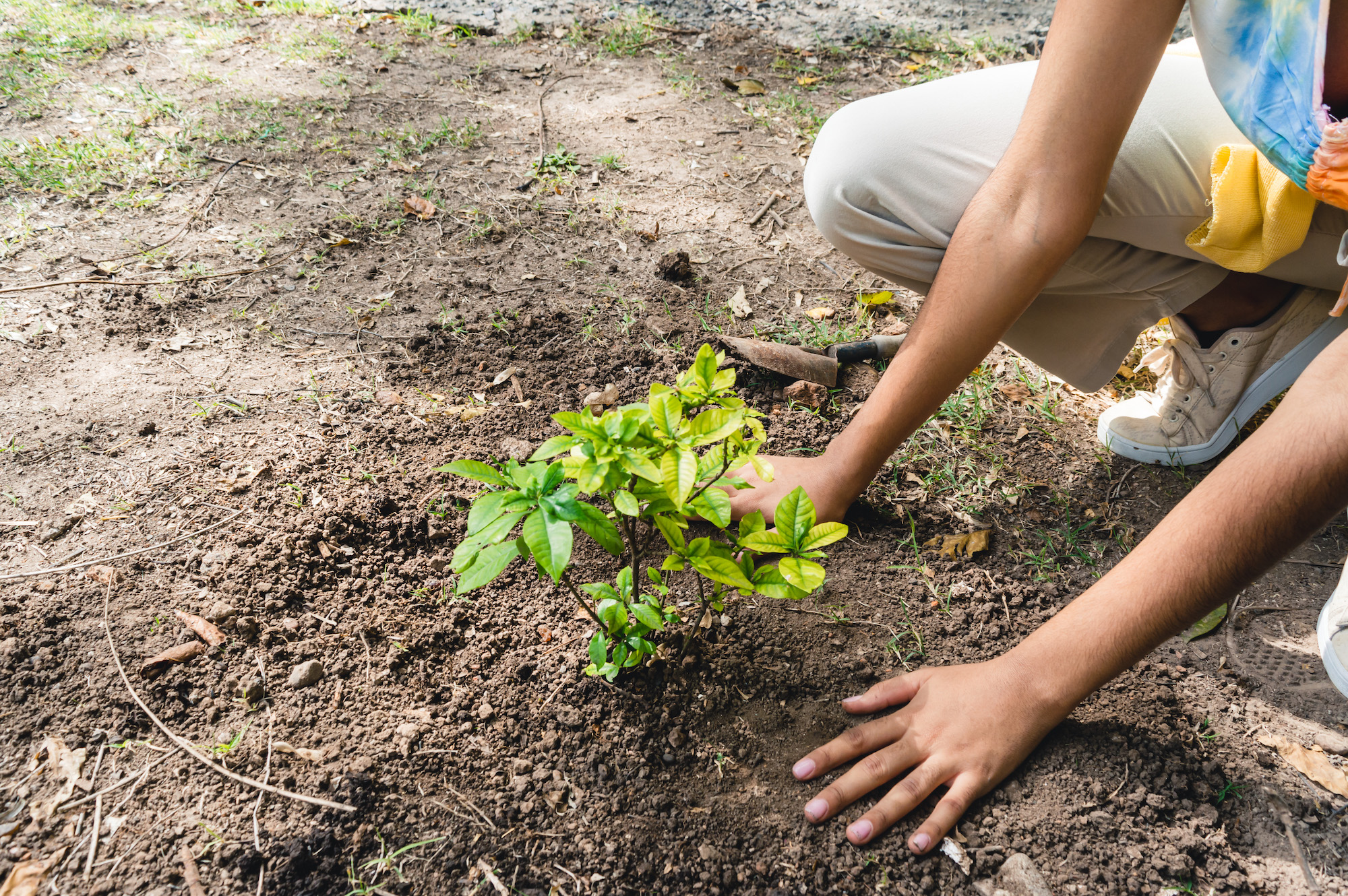 How To Plant A Tree For Free With EcoSend By GoSquared GoSquared Blog
